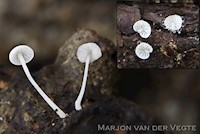 Kurkentrekkermycena